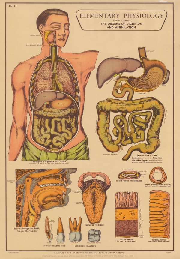 Robert Holding, Anatomy - Digestive System, 1929 c.