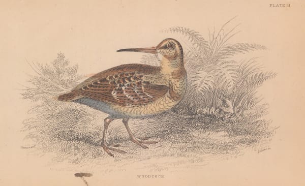 Sir William Jardine, Shooting - Woodcock, 1843