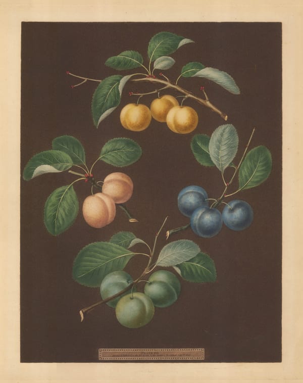 George Brookshaw, Plum - Varieties, 1812