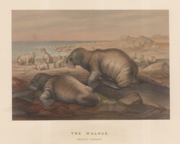 Joseph Wolf, Walrus, 1861