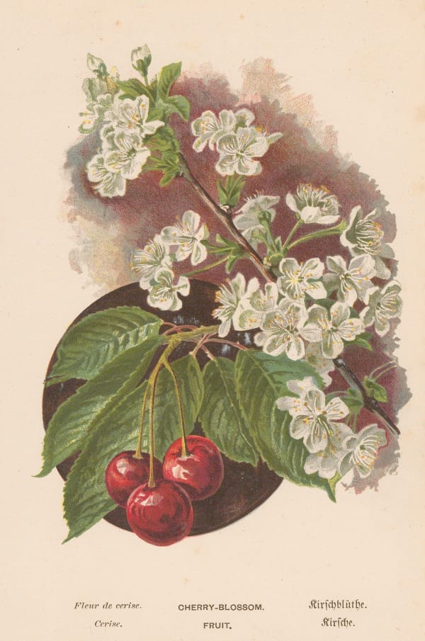 George Boulger, Cherry, 1875