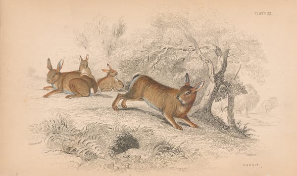 Sir William Jardine, Rabbit - European Rabbit, 1838