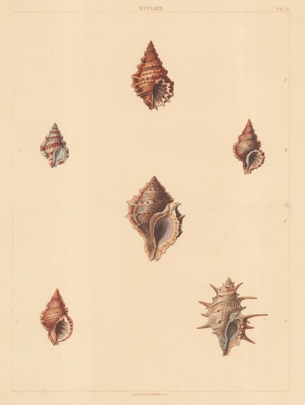 George Perry, Shells - Univalves, 1810