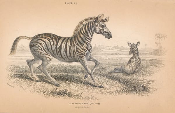 Sir William Jardine, Zebra - Plains Zebra, 1843