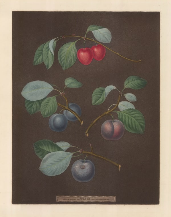 George Brookshaw, Plum - Varieties, 1812