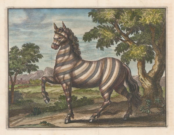 Nicholas Bellin, Zebra, 1753