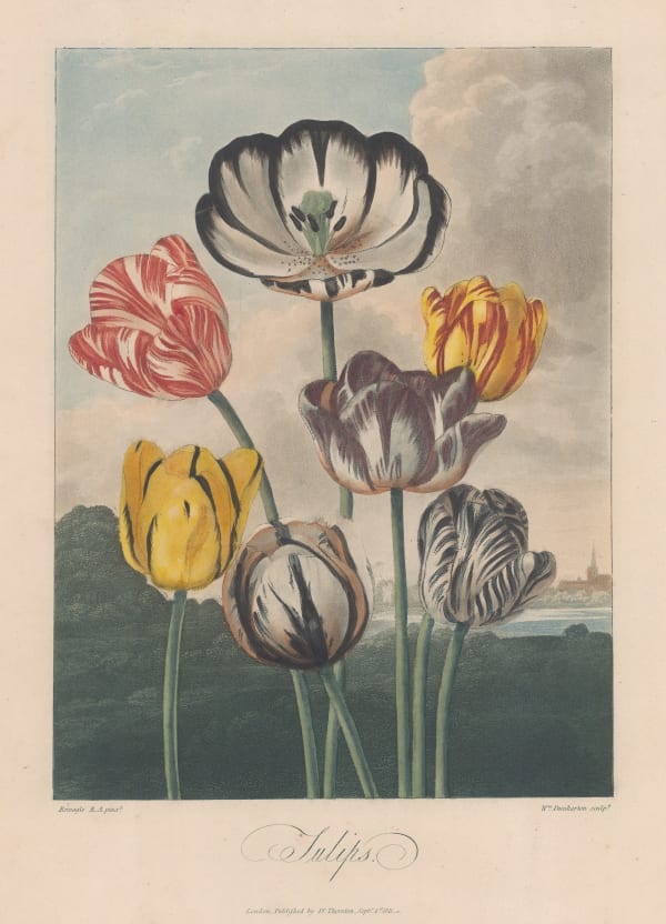 Dr. Robert Thornton, Tulips, 1812