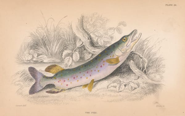 Sir William Jardine, Fishing - Pike, 1833