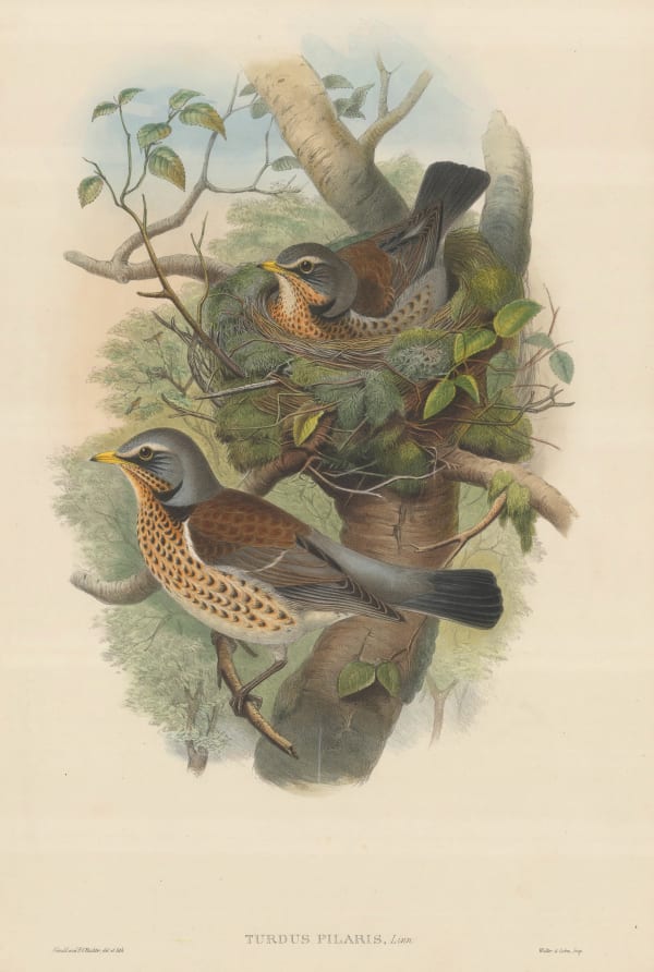 John Gould, Thrush - English Fieldfare , 1873 c.