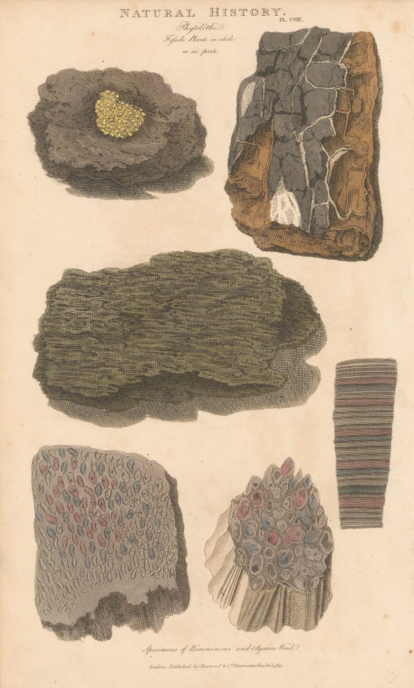 John Good, Geology - Petrified wood, 1813