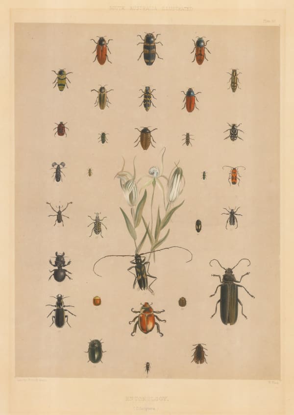 George French Angas, Insects - Coleoptera, 1846