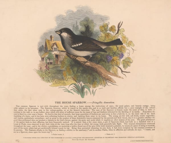Society for Promoting Christian Knowledge (SPCK), Sparrow - House Sparow, 1841