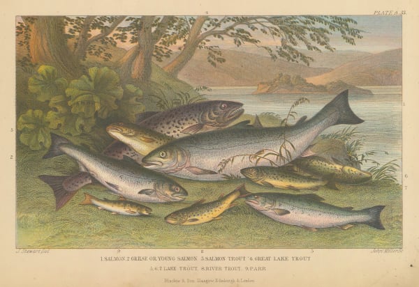 Oliver Goldsmith, Salmon and Trout, 1876