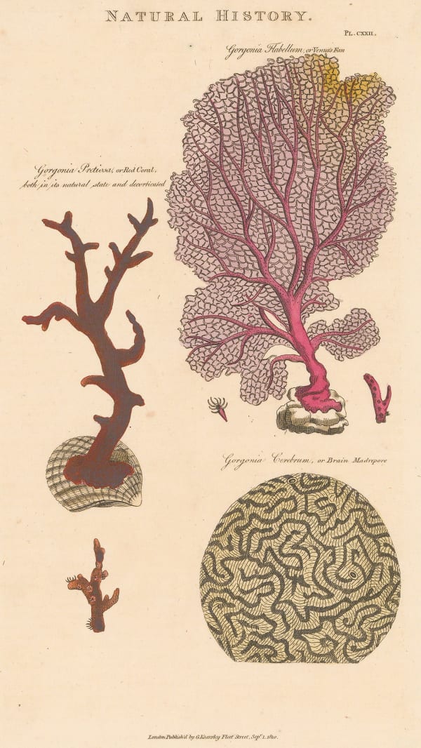 John Good, Coral - Red, Venus's Fan and Brain Madrepore Corals, 1813