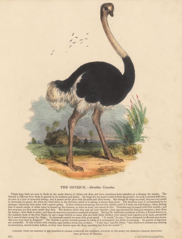 Society for Promoting Christian Knowledge (SPCK), Ostrich, 1860 c.