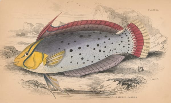 Sir William Jardine, Queen Coris, 1843