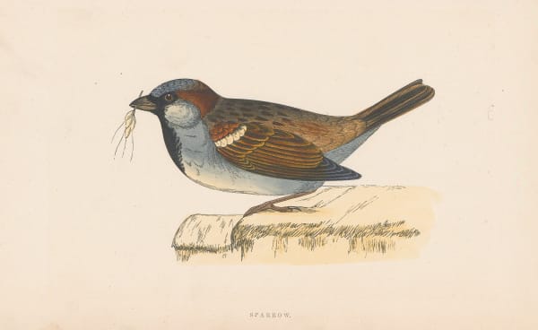 Rev. Francis Orpen Morris, Sparrow, 1855