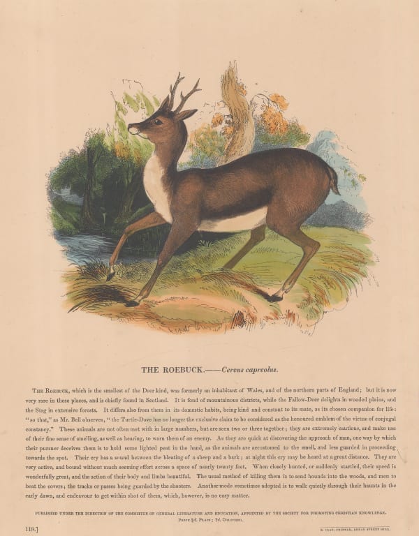 Society for Promoting Christian Knowledge (SPCK), Shooting - Roebuck, 1860 c