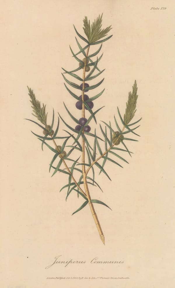 E. Cox & Son, Juniper - Common Juniper , 1821