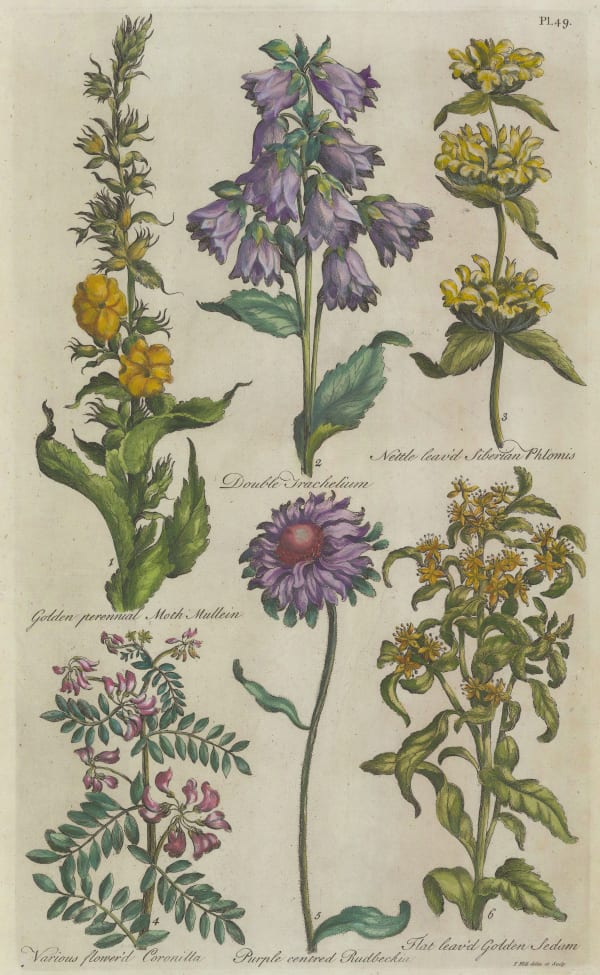 John Hill, Varieties, 1757