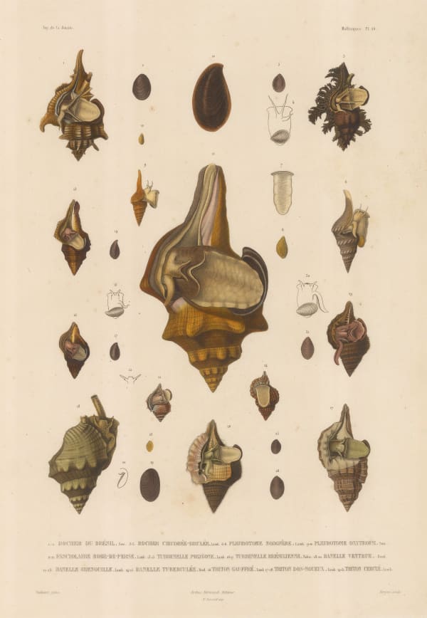 Auguste-Nicolas Vaillant, Shells - Mollusks, 1850 c.