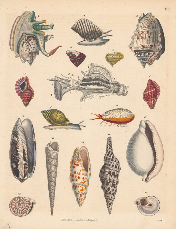 Carl Hoffmann, Shells - Sea and Land Snails, 1843