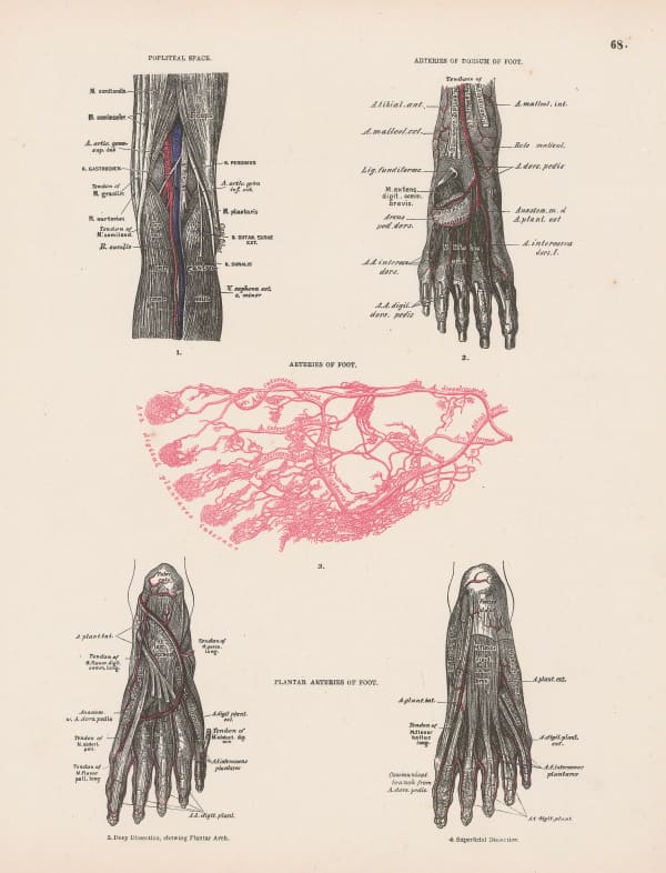 Smith, Elder & Co., Anatomy - Foot, 1880