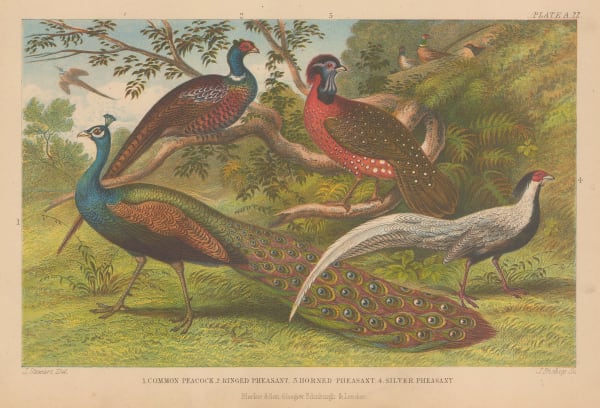 Oliver Goldsmith, Peacock and Pheasants, 1876