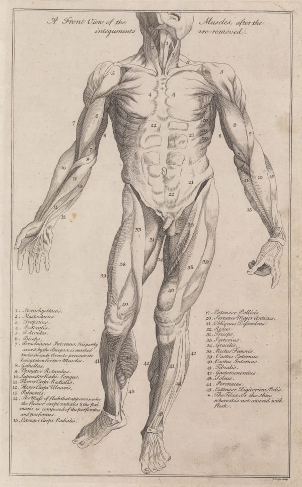 Dr George Motherby, Anatomy - Myology, 1775