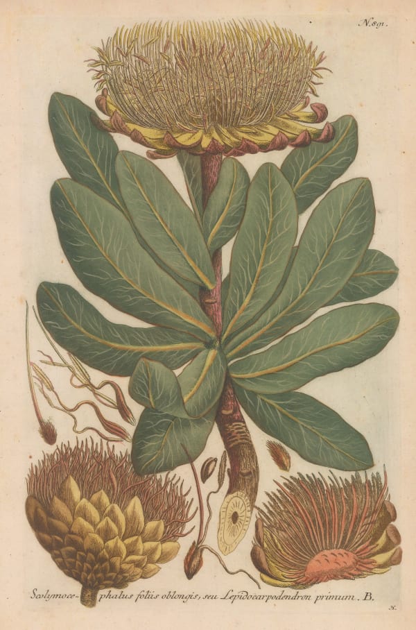 Johann Weinmann, Vegetables - Globe Artichoke, 1745