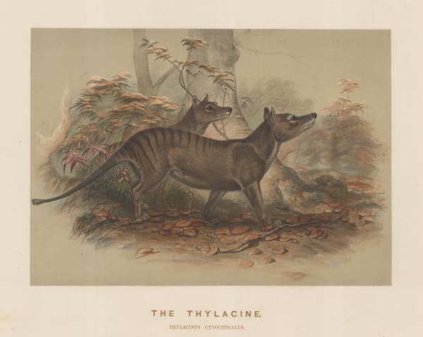 Joseph Wolf, Thylacine - Tasmanian Tiger, 1861