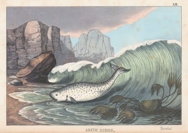 Edmonston & Douglas, Arctic - Narwhal, 1862