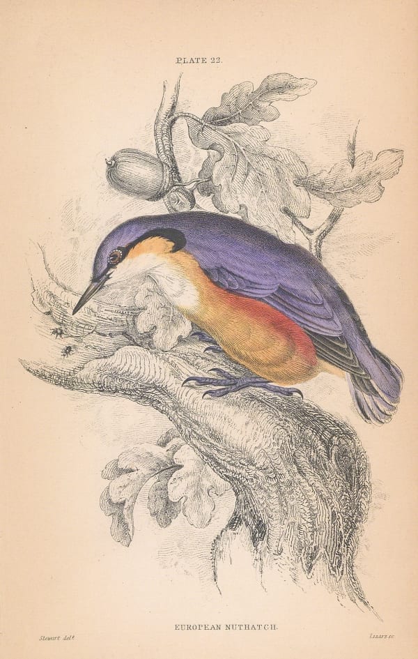 Sir William Jardine, Nuthatch, 1866