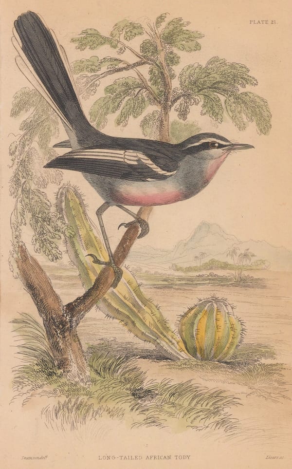 Sir William Jardine, Tody - Long-tailed African Tody, 1843