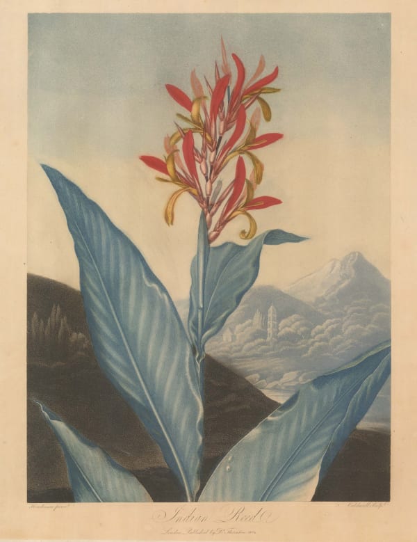 Dr. Robert Thornton, Indian Reed, 1804