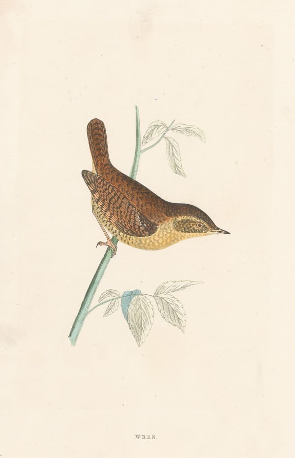 Rev. Francis Orpen Morris, Wren, 1855