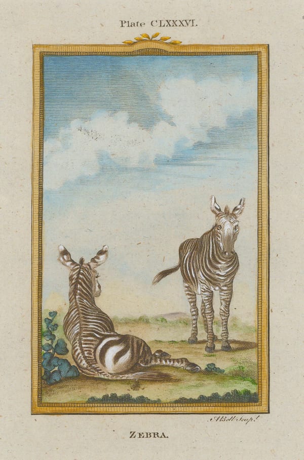 Comte Georges-Louis de Buffon, Zebra, 1785