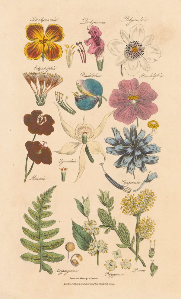 John Good, Botany - Flowering Plants, 1813