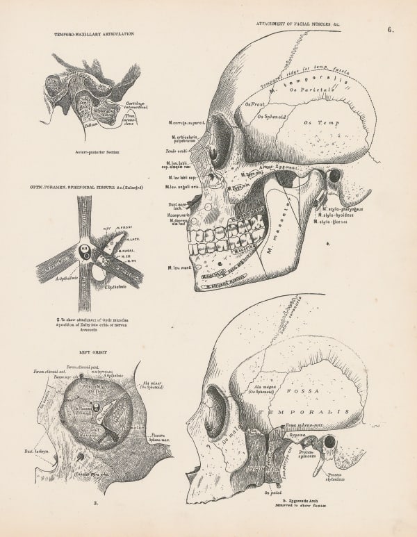 Smith, Elder & Co., Anatomy - Skull, 1880