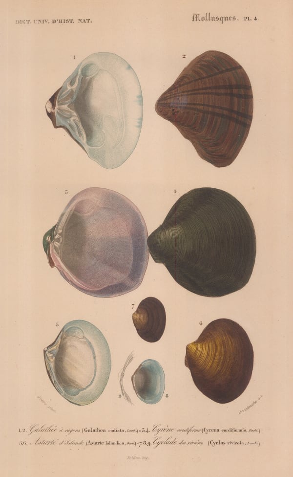 Charles d'Orbigny, Shells - Mollusks, 1849
