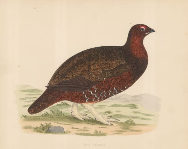 Beverly Morris, Shooting - Red Grouse, 1869