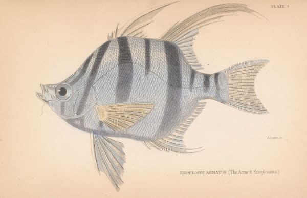 Sir William Jardine, Old Wife, 1835