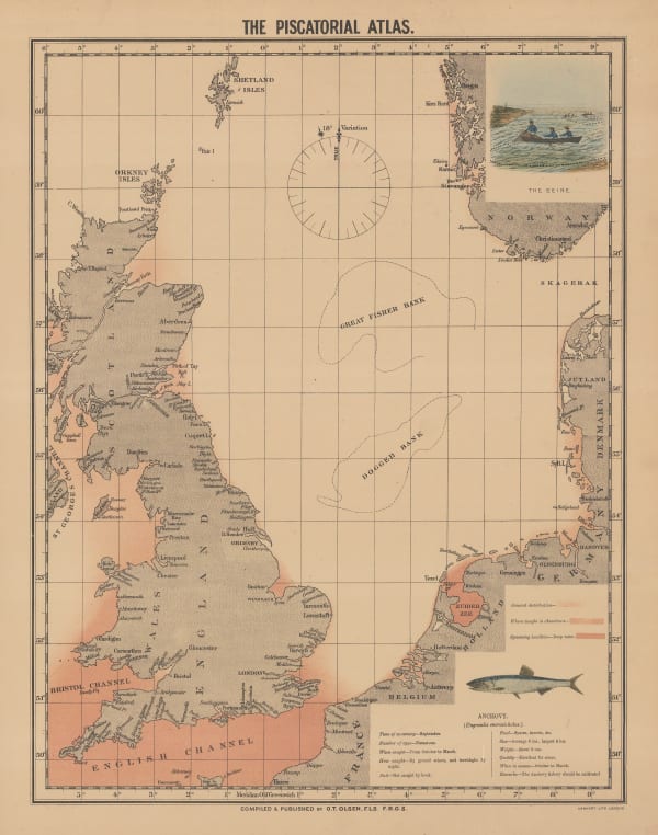 Ole Theodor Olsen, The Piscatorial Atlas - Anchovy, 1883