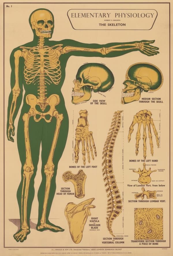 Robert Holding, Anatomy - Skeleton, 1929 c.