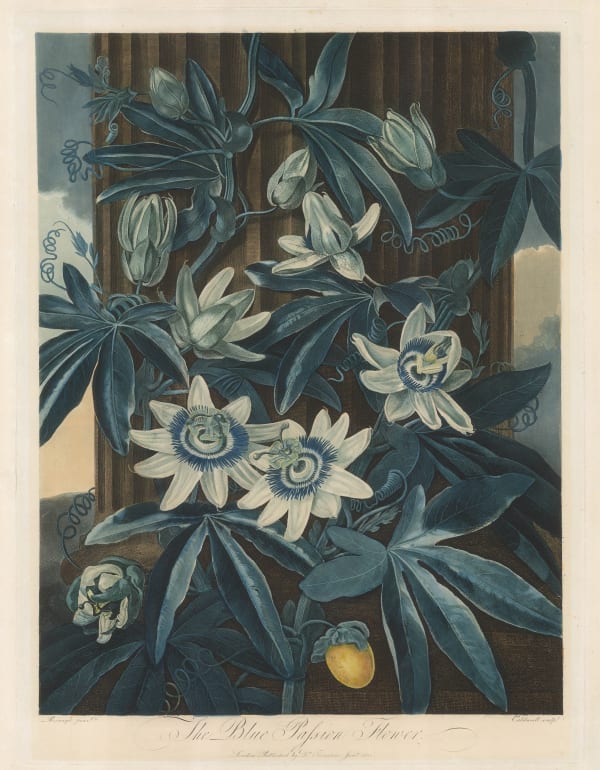 Dr. Robert Thornton, Passion Flower - Blue Passion Flower, 1800