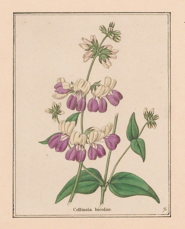 Benjamin Maund, Chinese Houses, 1832 c