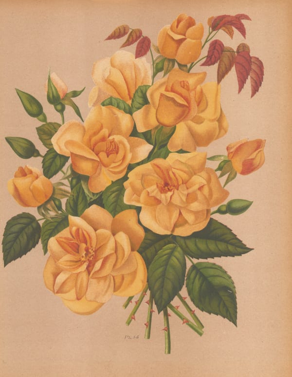 Harriot, Rose, 1904