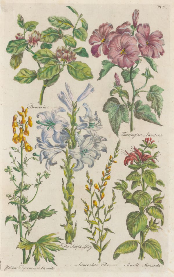 John Hill, Varieties, 1757