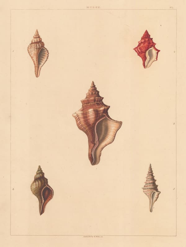 George Perry, Shells - Univalves, 1810