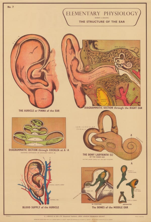 Robert Holding, Anatomy - Ear, 1929 c.